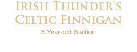 Irish Thunder's Celtic Finnigan 3 Year-old Stallion 
